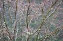 Sparkling Raindrops II
