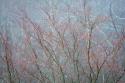 Winter Tree Limbs I