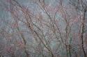 Winter Tree Limbs II