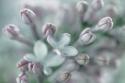 Lilac Blossom I