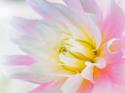Dahlia Close Up II