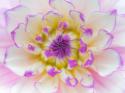 Dahlia Close Up III