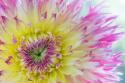 Dahlia Close Up IV