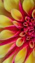 Red & Yellow Dahlia I