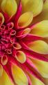 Red & Yellow Dahlia II