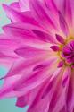 Pink Dahlia I