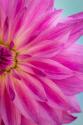 Pink Dahlia II