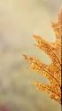 Oak Leaf I
