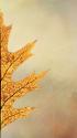 Oak Leaf II