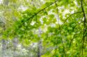 Big Leaf Maple I