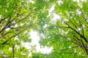 Big Leaf Maple II