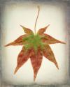 Maple Leaf I