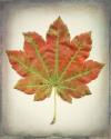 Maple Leaf II
