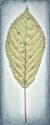 Cherry Leaf I