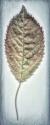 Cherry Leaf II