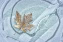 Frosty Leaf on Ice I