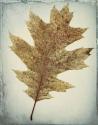 Oak Leaf