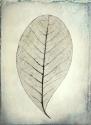 Skeletonized leaf