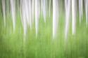 Birch in Motion