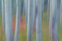 Aspen in Motion II
