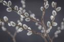 Pussy Willows I