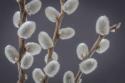 Pussy Willows II