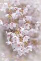 Soft Cherry Blossoms II
