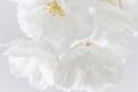 White Cherry Blossoms II