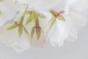 White Cherry Blossoms III