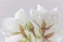 White Cherry Blossoms IV