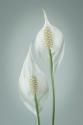 Peace Lily I