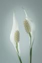 Peace Lily II