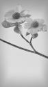 Pacific Dogwood Blossoms I