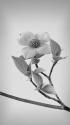 Pacific Dogwood Blossoms II