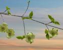 Dogwood at Sunset I