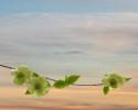 Dogwood at Sunset II