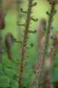 Sword Fern I