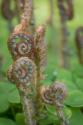 Sword Fern II