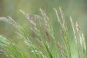 Velvet Grass II