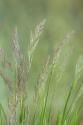 Velvet Grass III