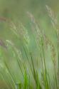 Velvet Grass IV