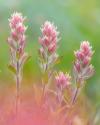 Indian Paintbrush I
