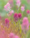 Indian Paintbrush II