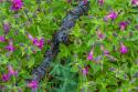Wildflower Meadow I