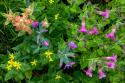 Wildflower Meadow II