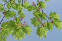 Vine Maple II