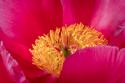 Peony Blossom I