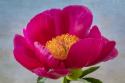 Peony Blossom II