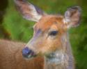 Blacktail Deer II