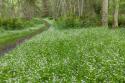 Siberian Spring Beauty